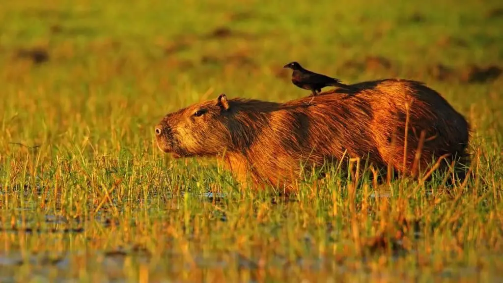 Capybara with bird on its back