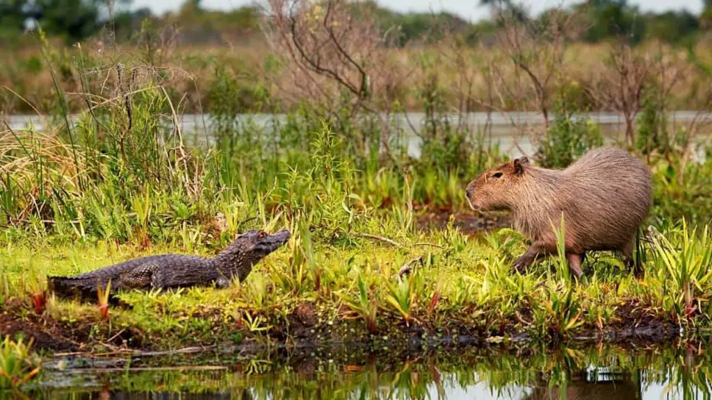 Friendly capybara with crocodile