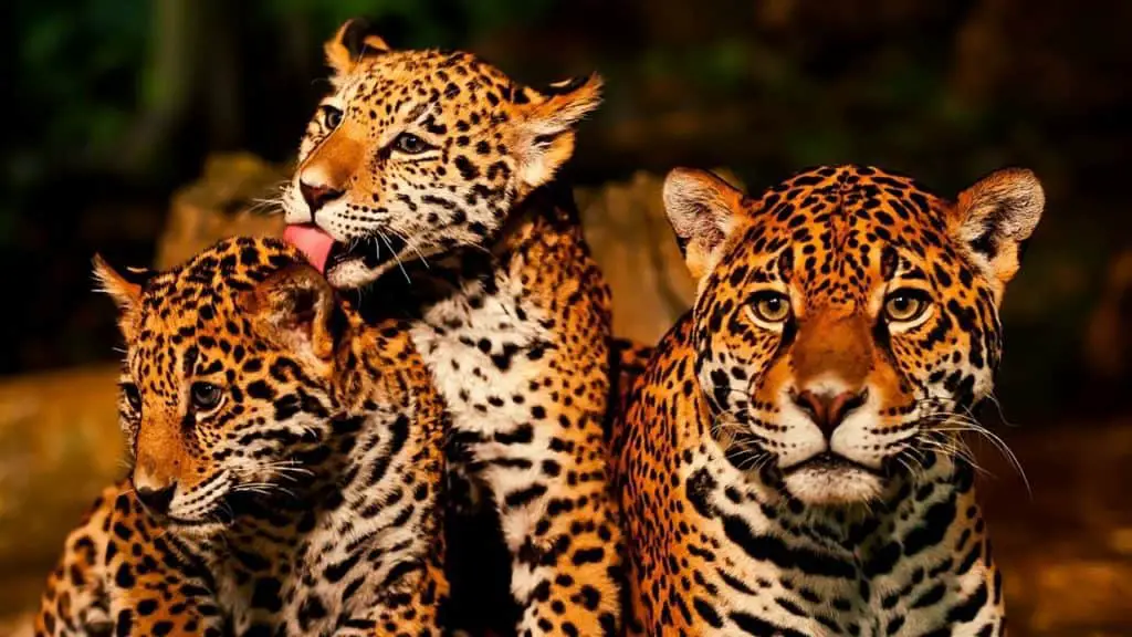 Jaguar cubs with their mother