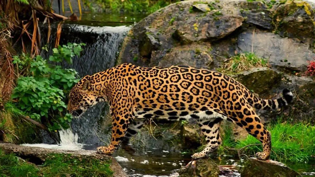 Jaguar in front of a small stream
