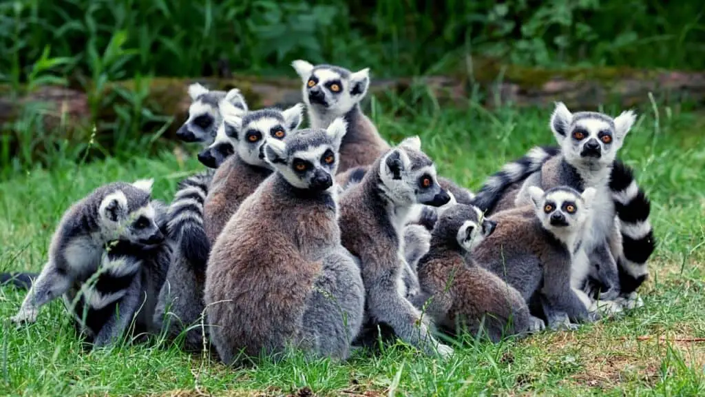 Group of lemurs
