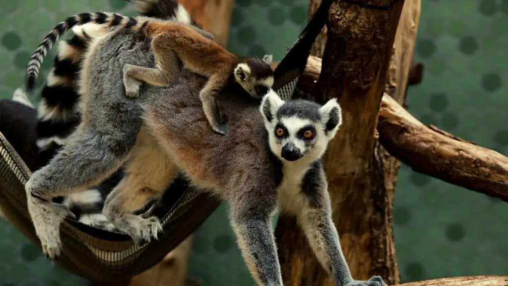 Lemur mother with baby