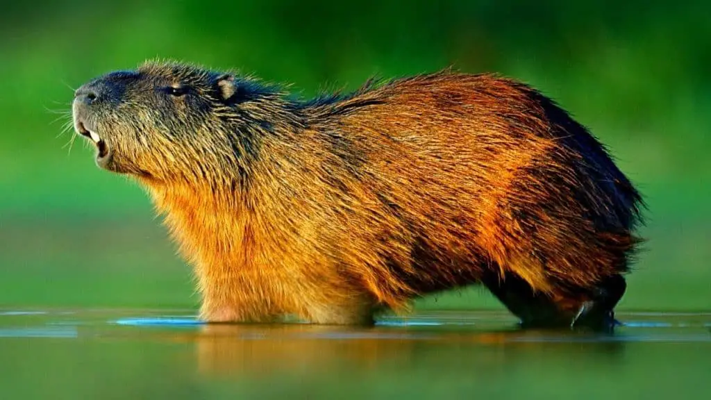 Capybara makes sound