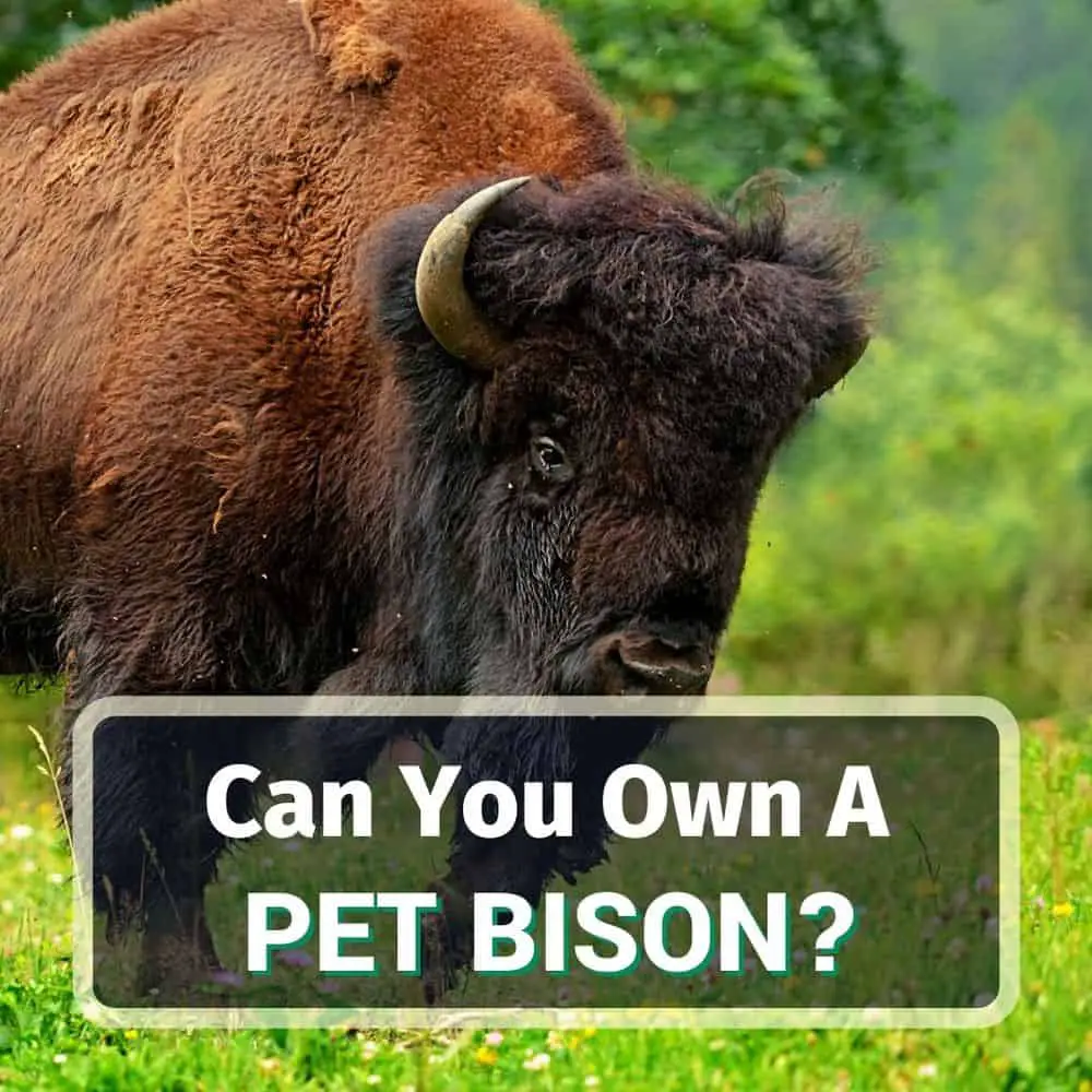 Can You Own A Pet Buffalo Or Bison?