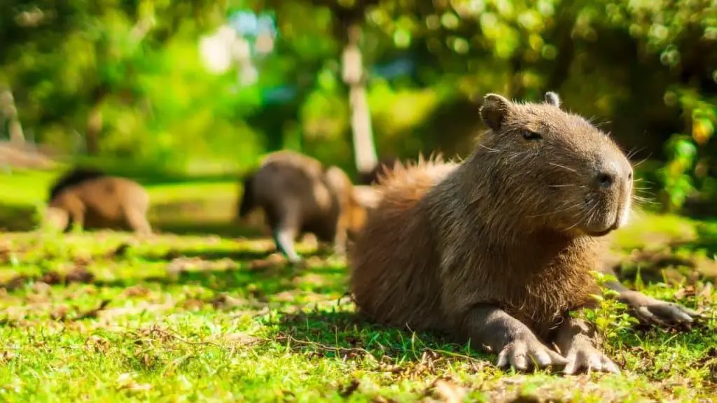 Pet capybara on grass