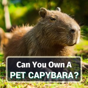 Pet capybara - featured image