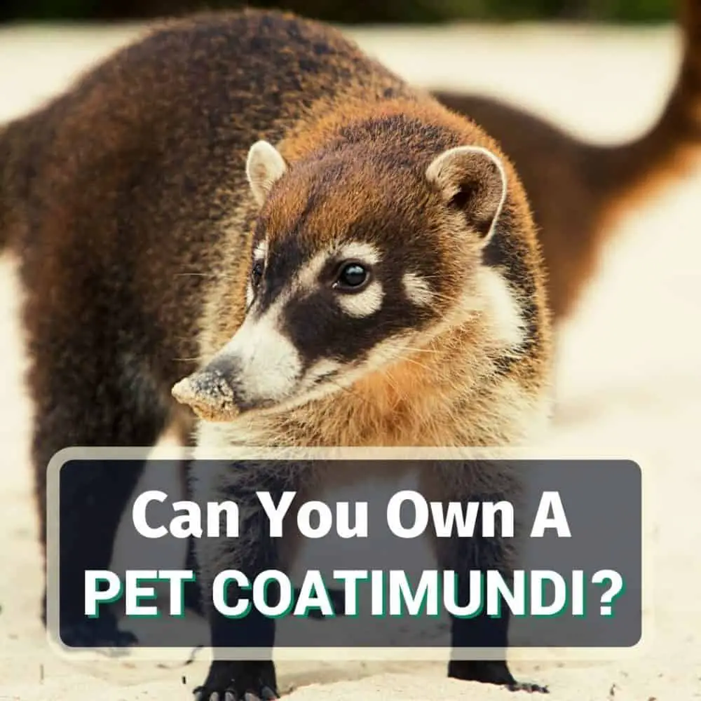 Pet coatimundi - featured image