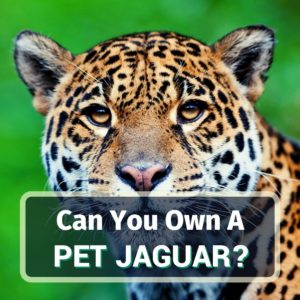 Pet jaguar - featured image