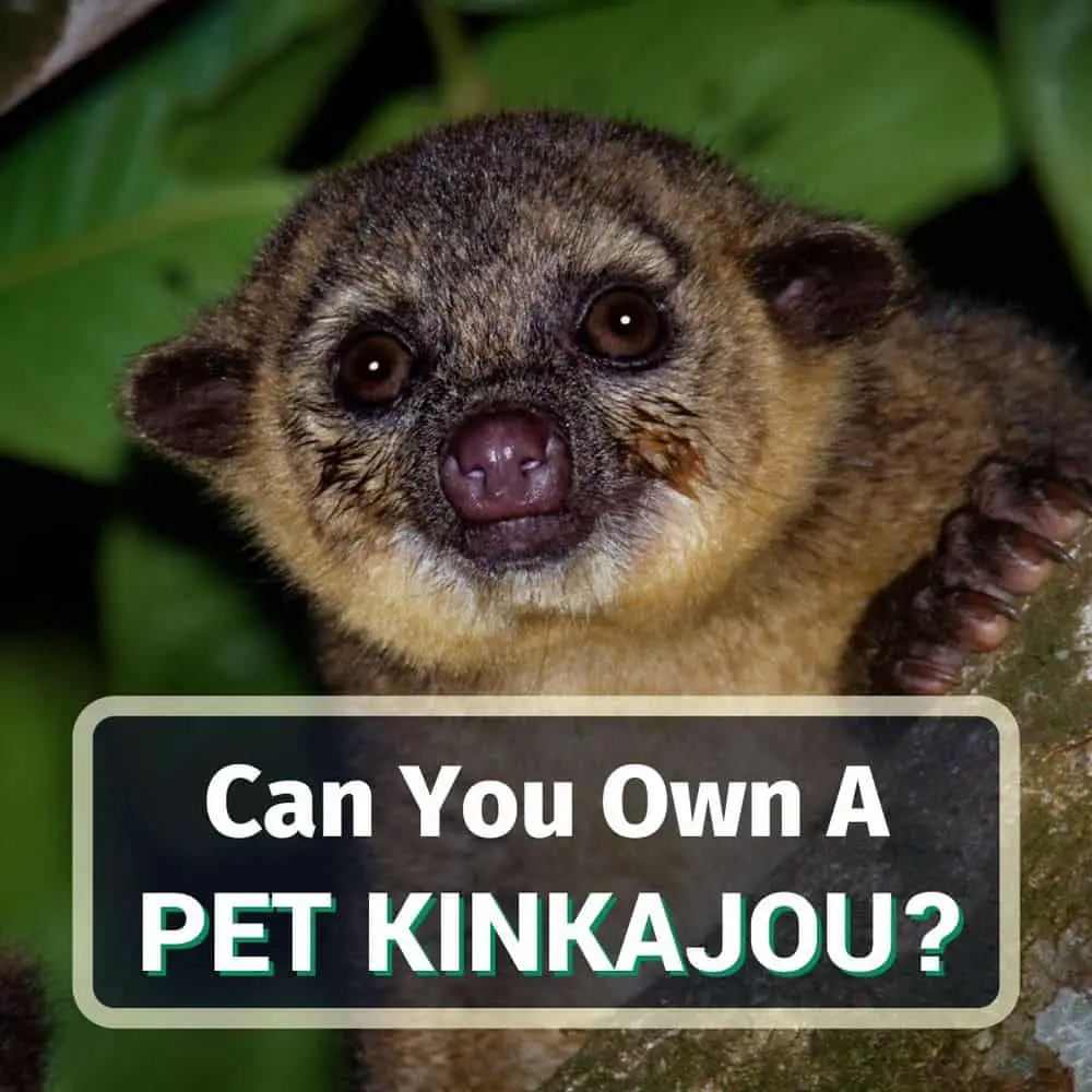 Why You Shouldn't Buy a Pet Kinkajou! 8 Things You Should Know!