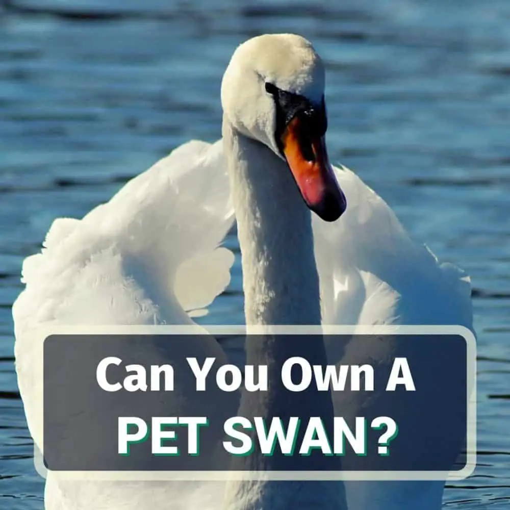 Pet swan - featured image