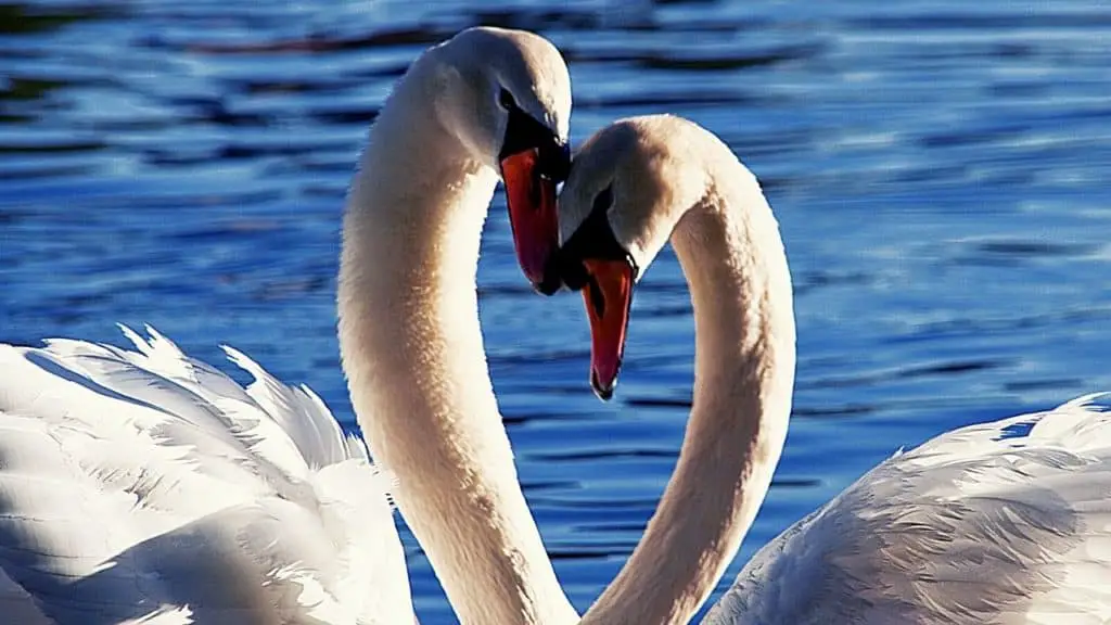 Couple of swans