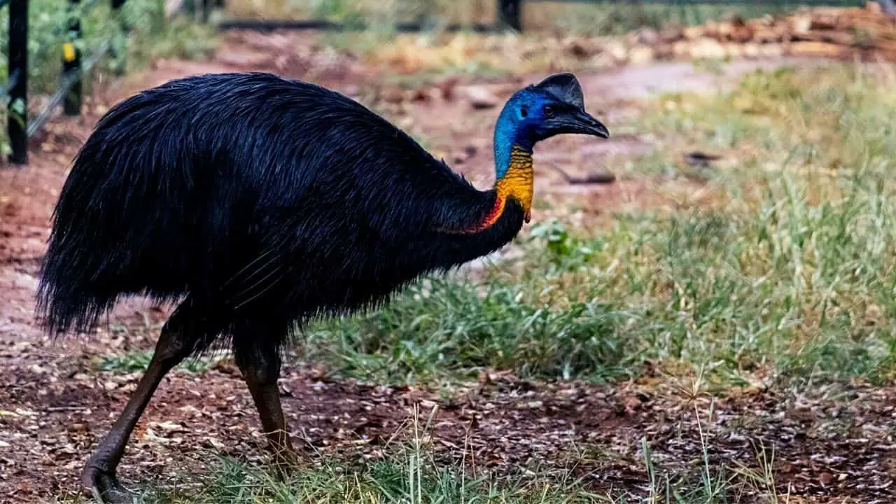 Can You Own A Pet Cassowary? Yes, No, Or Maybe?