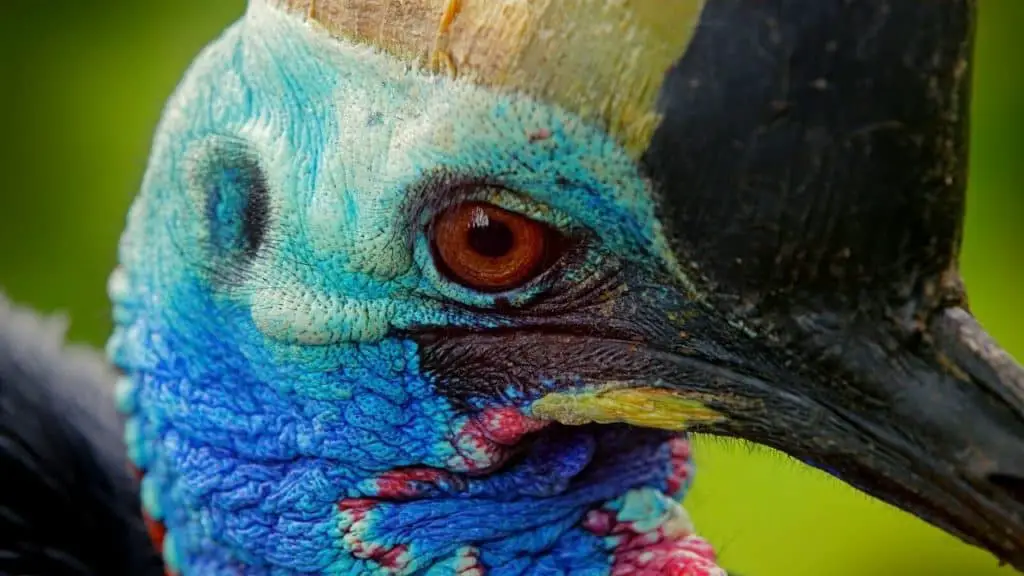 Head of a cassowary