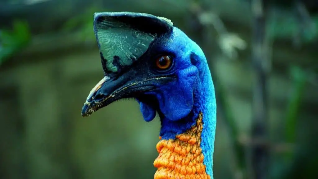 Portrait of a cassowary