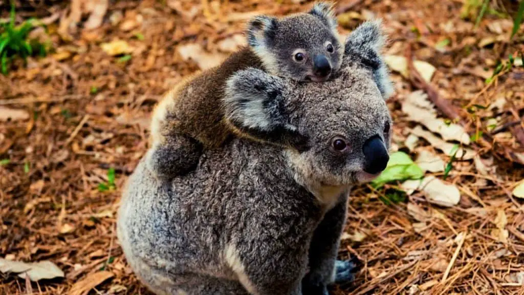 Koala mother with baby