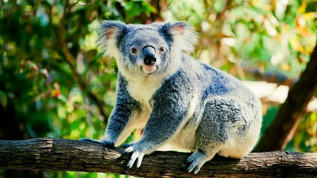 Koala on a limb