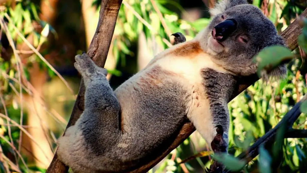 Lazy koala sleeping on a tree