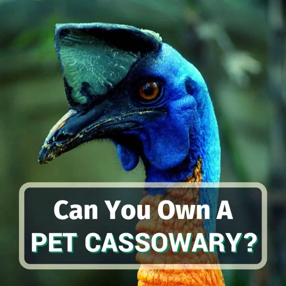 Pet cassowary - featured image