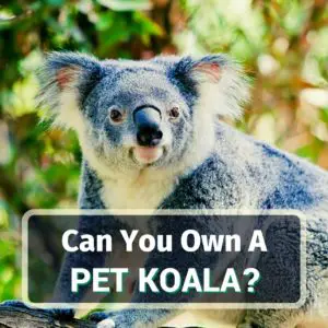 Pet koala - featured image