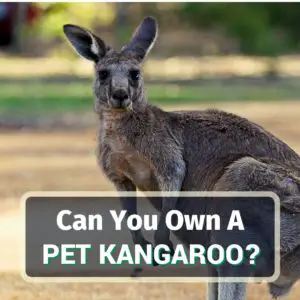 Pet Kangaroo - Featured Image