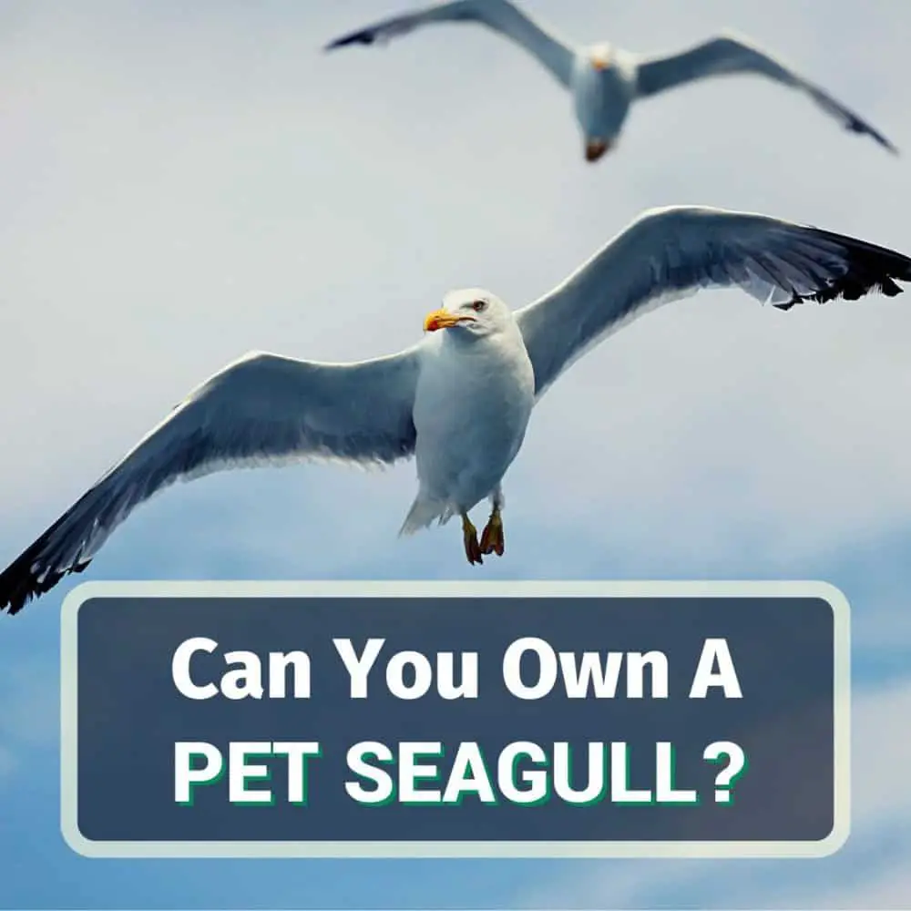 Pet Seagull - Featured Picture