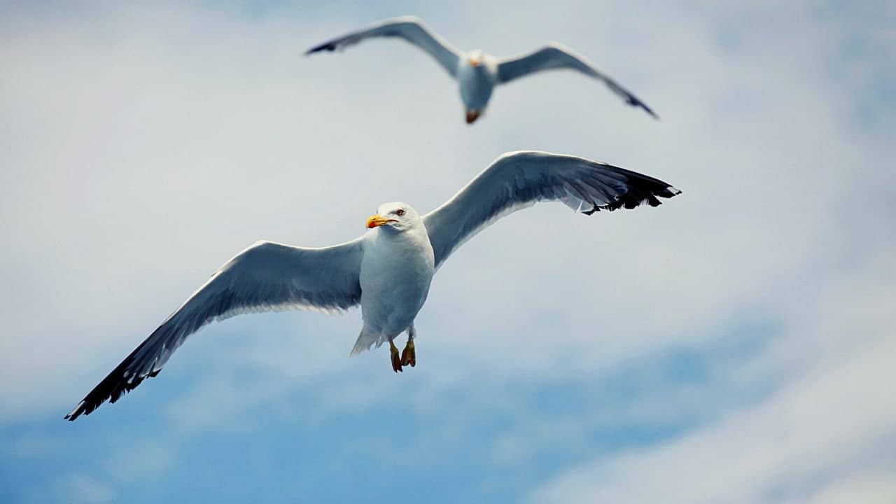 Can you own a pet seagull? Is It Even Legal?